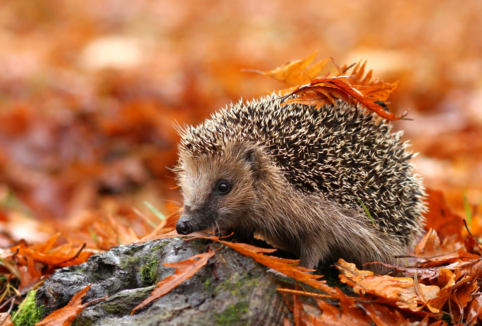 European Hedgehog