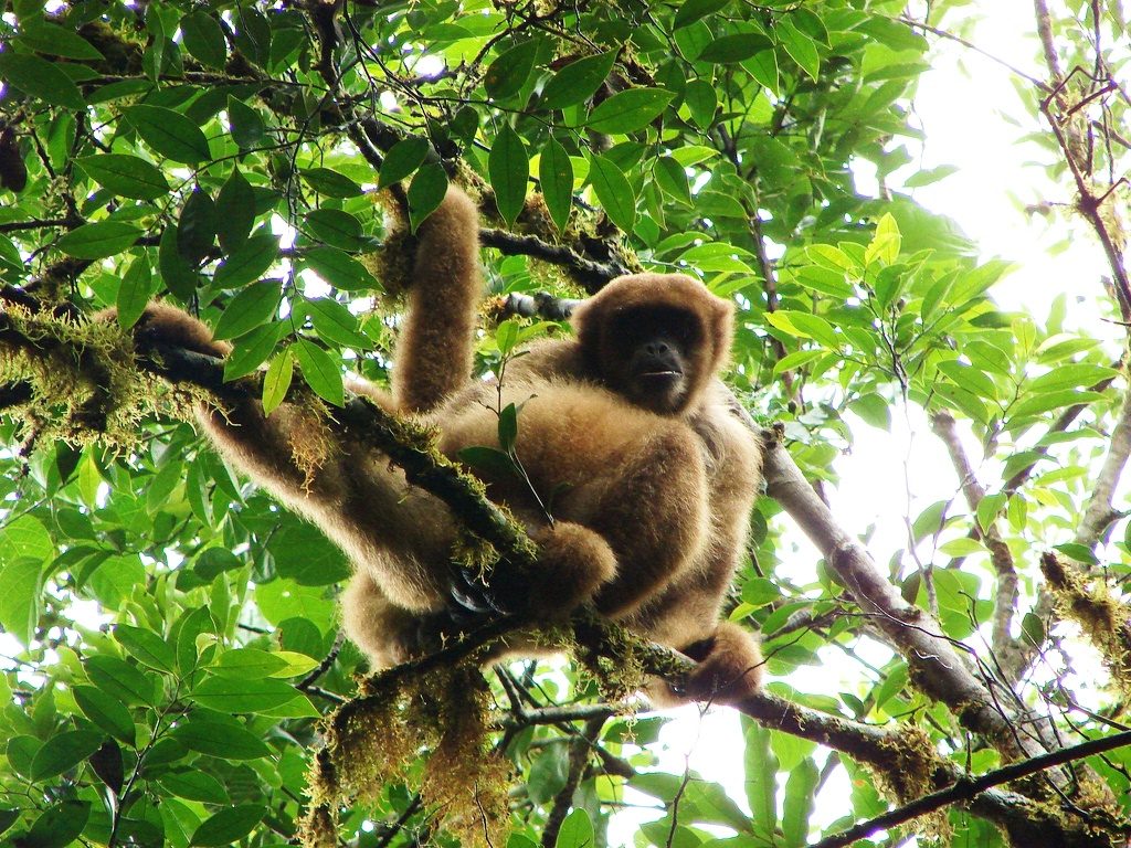 Brachyteles arachnoides