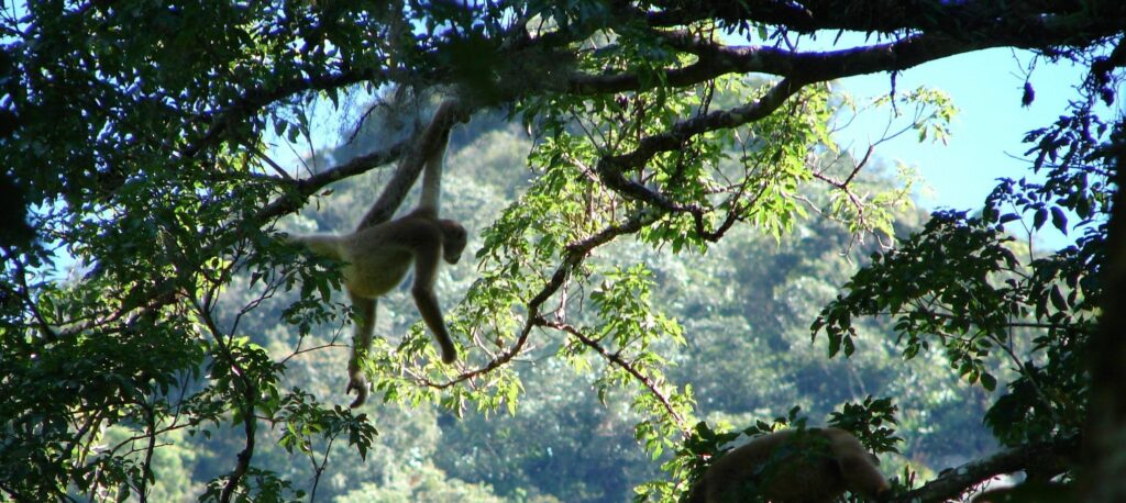 southern woolly spider monkey muriqui species in world buy calculator