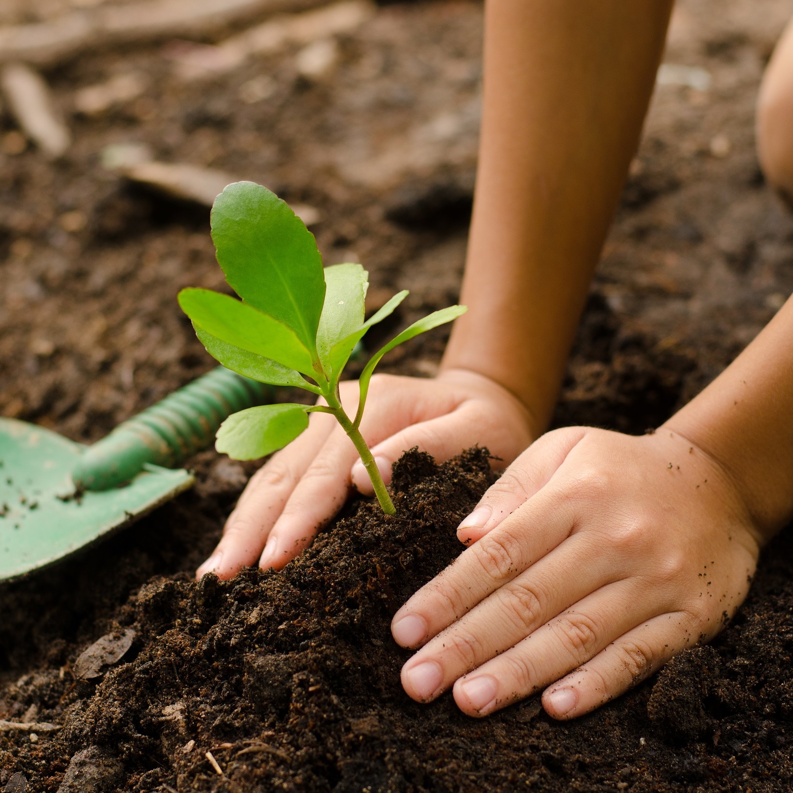 plant a tree - world land trust