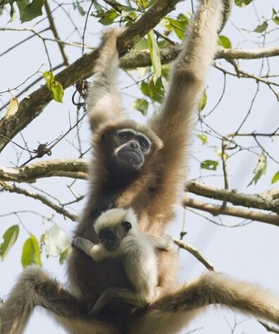Western Hoolock Gibbon