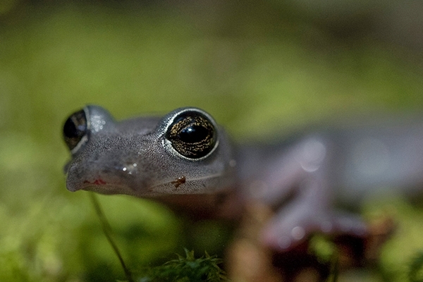 Big-footed Salamander