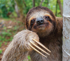 Brown-throated Three-toed Sloth - World Land Trust