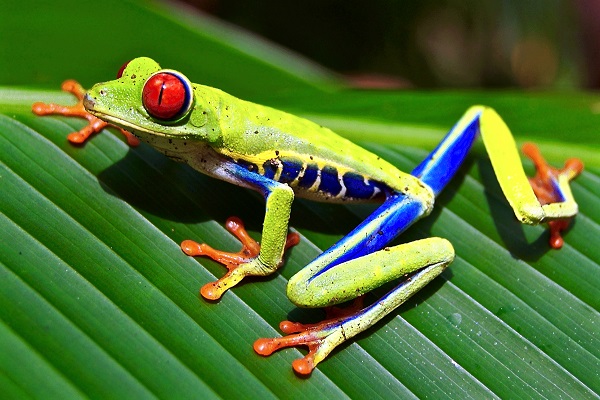 Red-eyed Treefrog