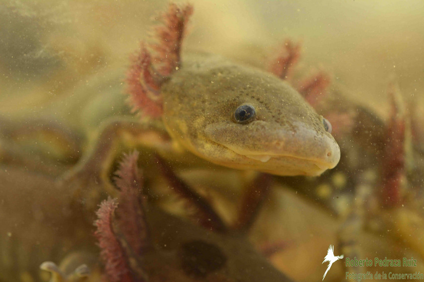 RS15727_Ajolote-mob2-RPR-scr Axolotl smaller picture, Mexico, Sierra Gorda, Roberto Pedraza Ruiz