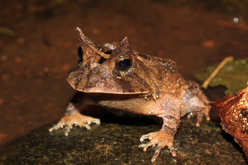 Smooth Horned Frog: Species in World Land Trust reserves