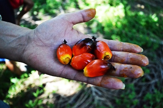 Oil Palm nuts