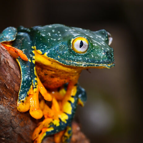 Frog at Nangaritza. Credit Trotsky Riera Vite, NCI