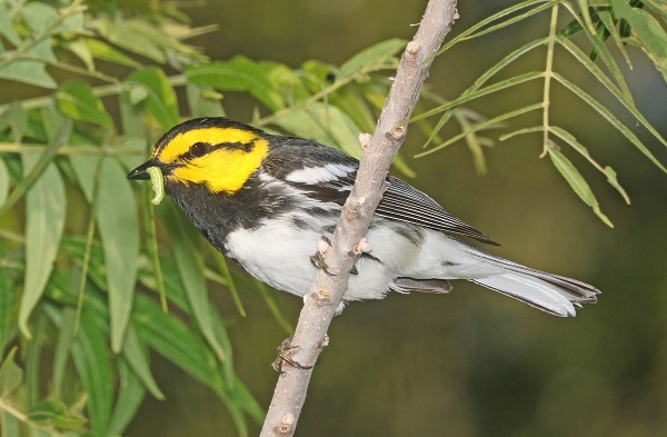 Golden-cheeked Warbler