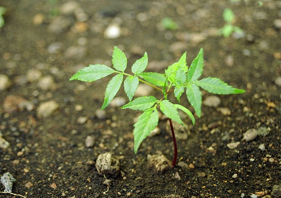 Tree planting