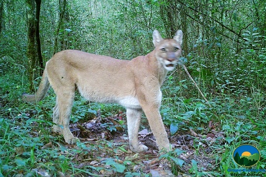 Puma, Sierra Gorda