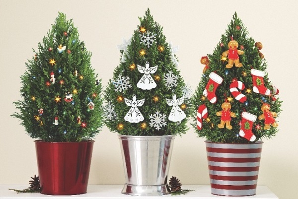 Potted Christmas Trees