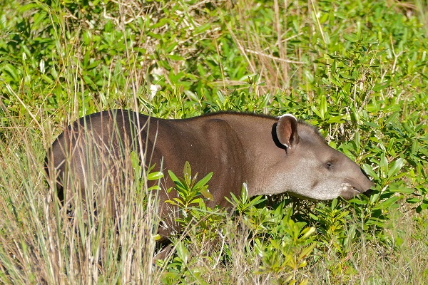 Lowland Tapir