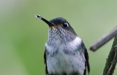 Ecuadorian Piedtail (Phlogophilus hemileucurus)