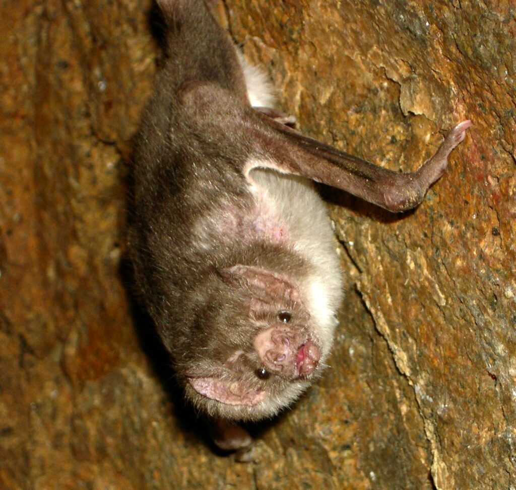 Common Vampire Bat Desmodus Rotundus taken Sangayan Island, Paracas National Reserve, Departamento Ica, Peru Wikimedia Commons user Acatenazzi Common Vampire Bat Desmodus Rotundus taken Sangayan Island, Paracas National Reserve, Departamento Ica, Peru Wikimedia Commons user Acatenazzi