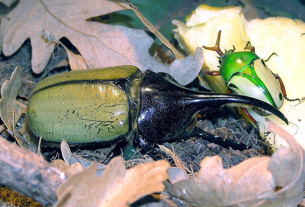 Hercules beetle at Bristol Zoo By Adrian Pingstone, via Wikimedia Commons Hercules beetle at Bristol Zoo By Adrian Pingstone, via Wikimedia Commons