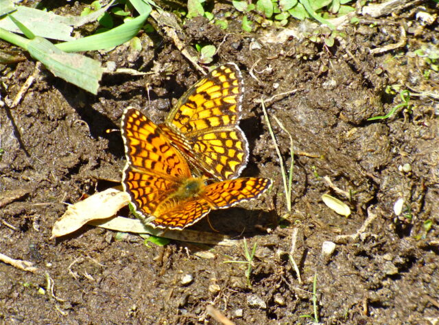 High Brown Fritillary, Caucasus Wildlife Refuge, Armenia © Bill Oddie
