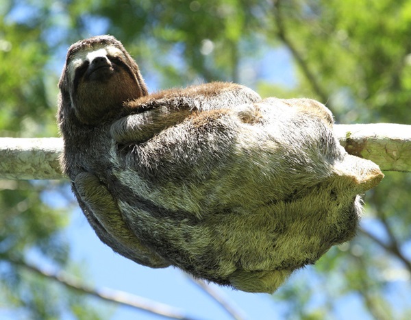 Brown-throated Sloth