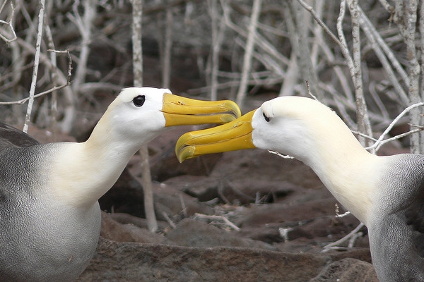 Albatross reunion