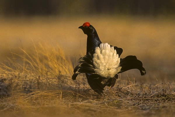 Black Grouse