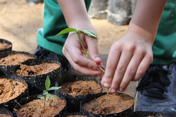 Tree planting