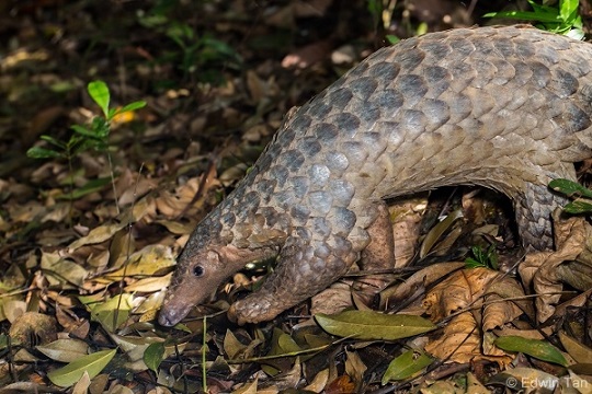 Sunda Pangolin