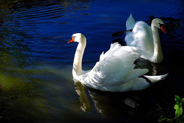 Swan couple