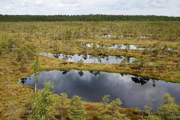 Kemeri National Park bogs