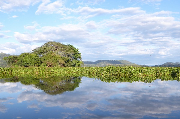 Water Hyacinths
