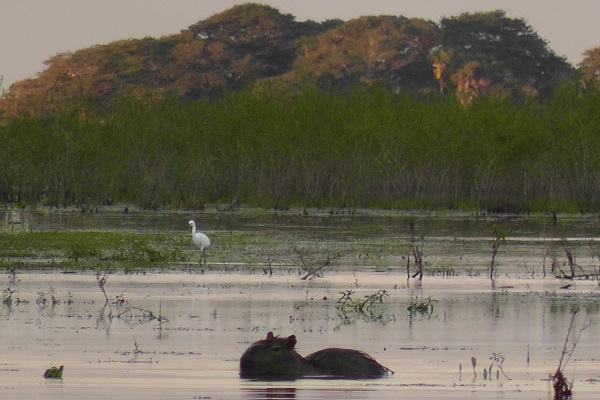 Capybara at Barba Azul, Bolivia