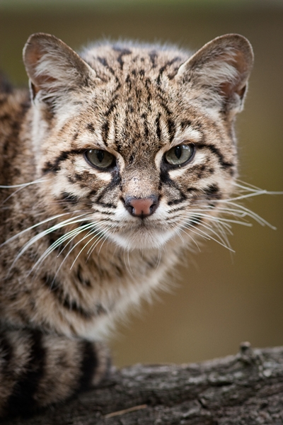 Barnes's bestiary: Geoffroy's Cat