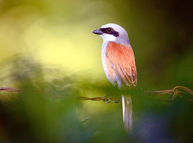 Red-backed Shrike