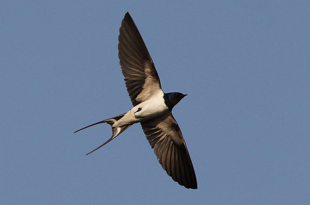 Barn Swallow (Hirundo rustica)