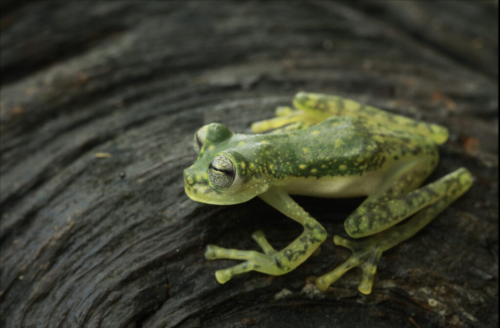 Puyo Giant Glass Frog