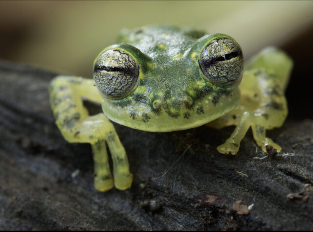 Puyo Giant Glass Frog