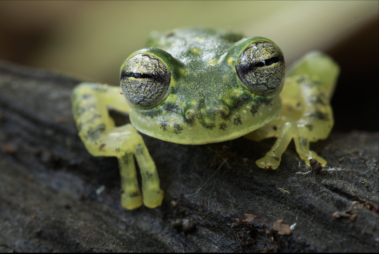 glass frog tadpoles