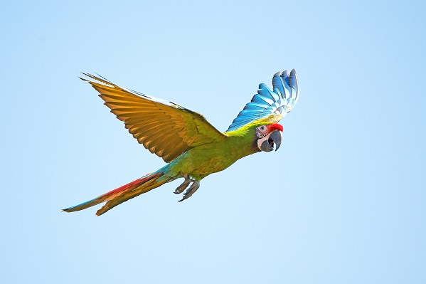 Military Macaw