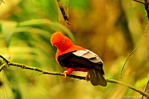 Andean Cock of the Rock