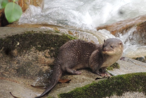Neotropical Otter photographed in Narupa Reserve