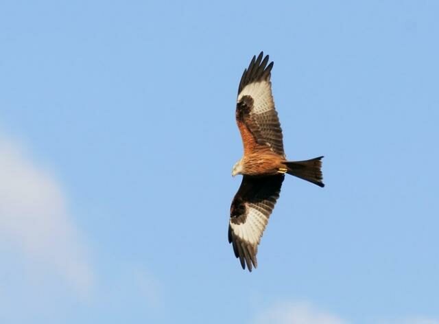 Red Kite