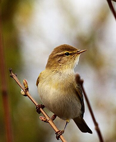 Willow Warbler
