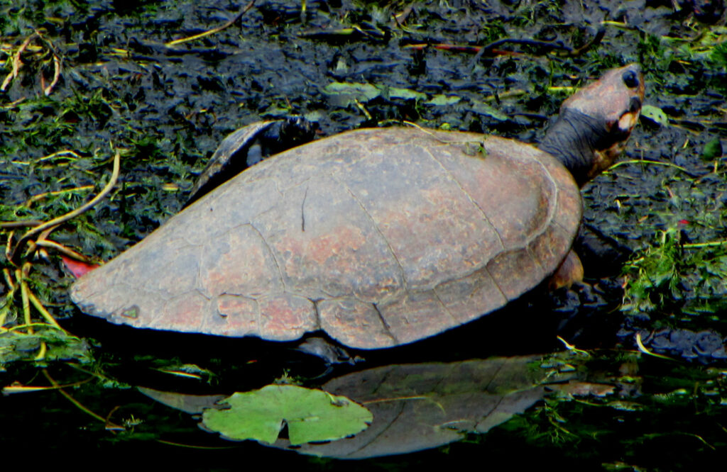 Magdalena_River_Turtle_(Podocnemis_lewyana) D. Gordon E. Robertson