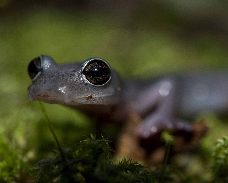 Big-footed Salamander, Sierra Gorda