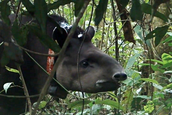 Lowland Tapir in Atlantic Forest with tracking collar