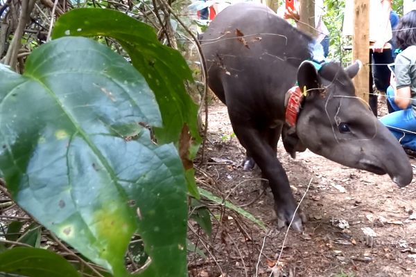 Lowland Tapir REGUA reintroduction