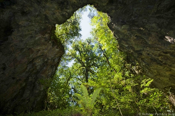 Ancient oak in Mexico