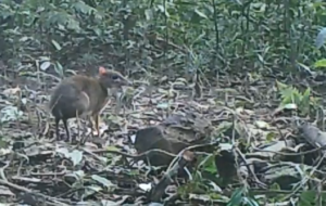 Lesser Oriental Chevrotain, Vietnam