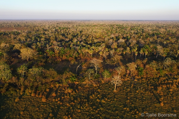 Beni savanna habitat of Laney Rickman Reserve, Bolivia © Tjalle Boorsma