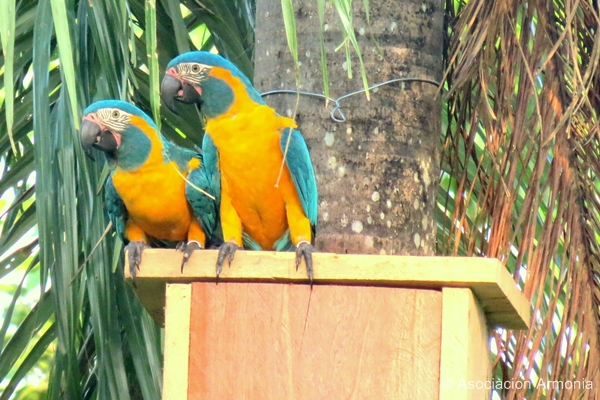 Blue-throated Macaw nestbox in what is now the Laney Rickman Reserve, Bolivia © Asociacion Armonia