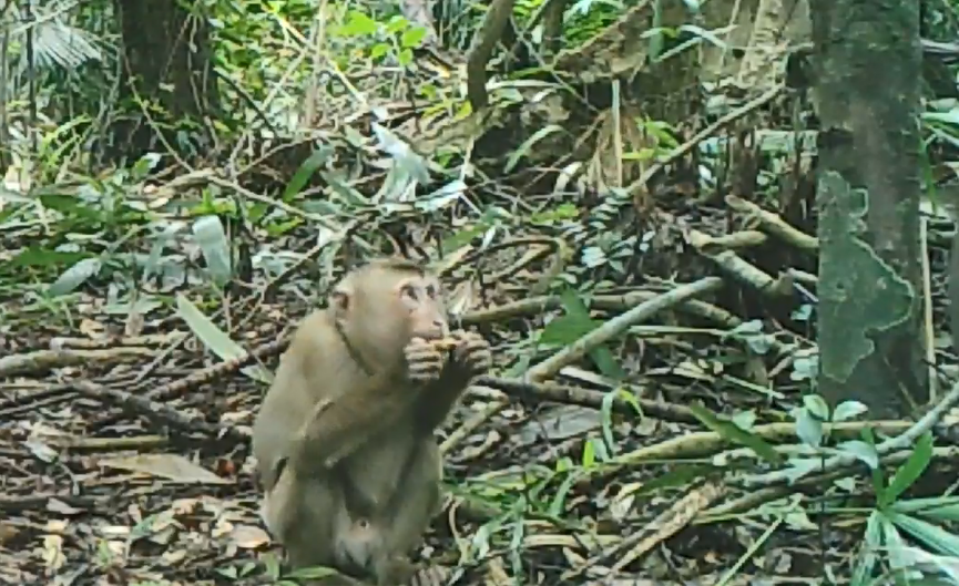 Pig-tailed Macaque